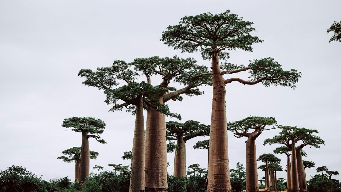 Madagaskar